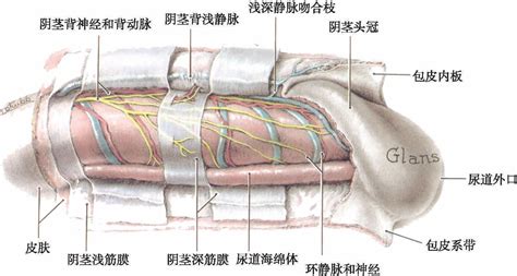 男性 生殖器|人类阴茎